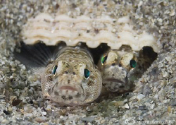 Home sweet home - pair of painted gobies.
Aughrusmore, C... by Mark Thomas 